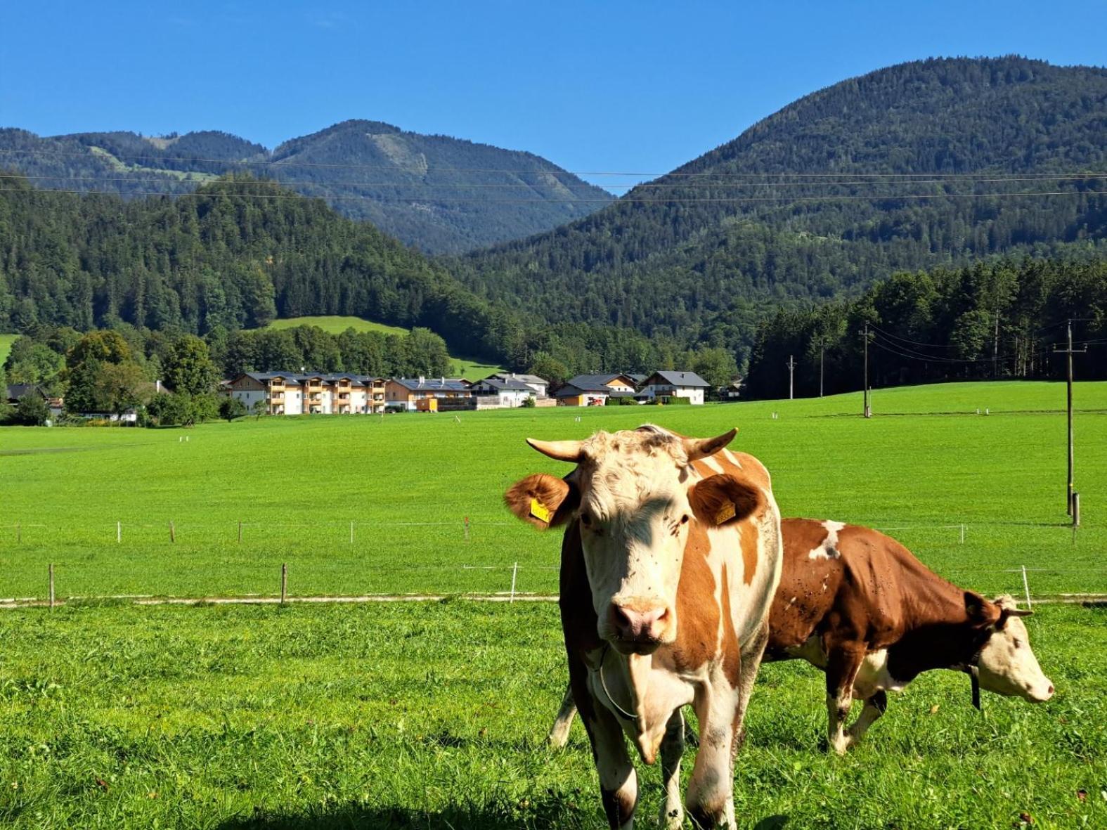 Ferienhof Brunbacher Wolfgangsee Saint Wolfgang Exteriér fotografie